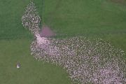 Stunning Hawke's Bay sheep herding footage you have to see to believe