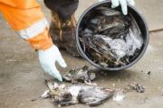 How a plague of pigeons and their poo are ruining this property