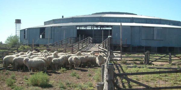 Wool Revival Renews Focus On Classic Aussie Shearing Sheds