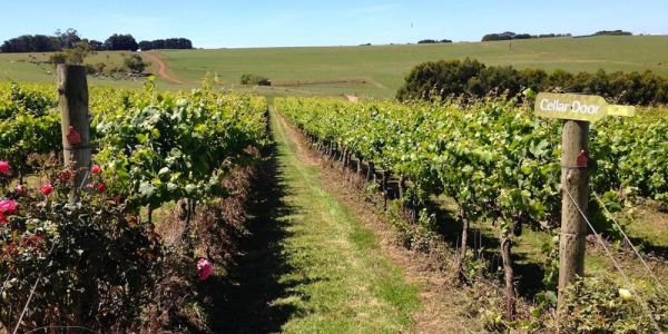 Five Victorian Vineyards To Pick If You Enjoy Making Your Own Drop