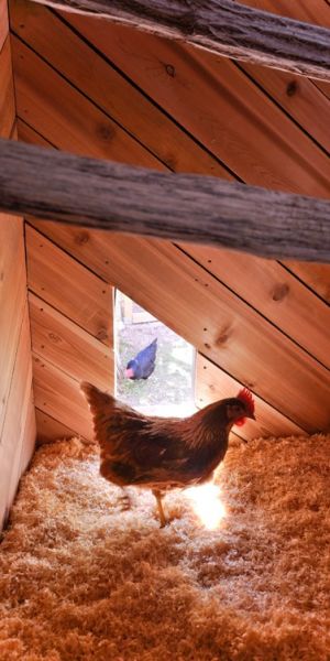 Sunny Side Up Why Chicken Coops Are The Latest Urban Trend