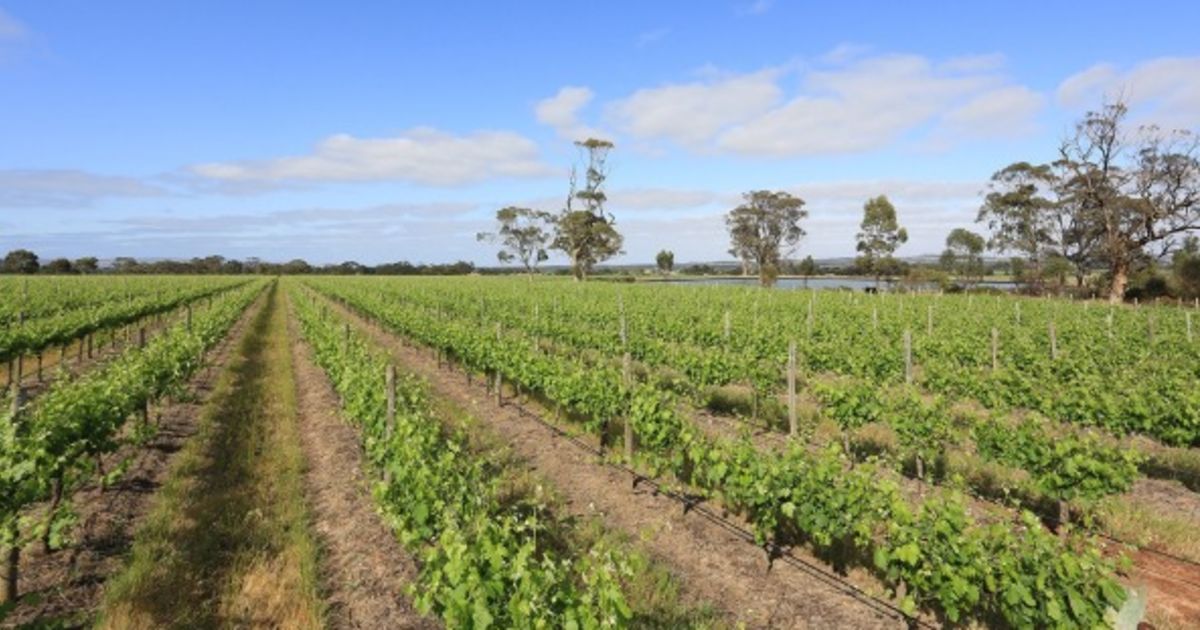 Slice Of Barossa Grange Country Up For Sale