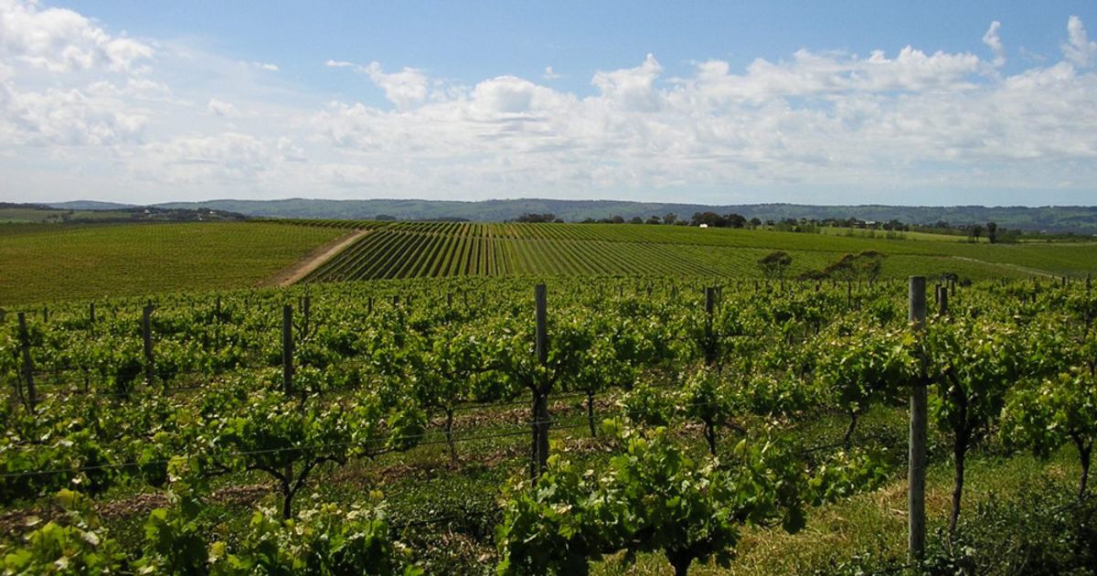 Dowie Doole Named As Buyer Of Mclaren Vale S Conte Vineyards