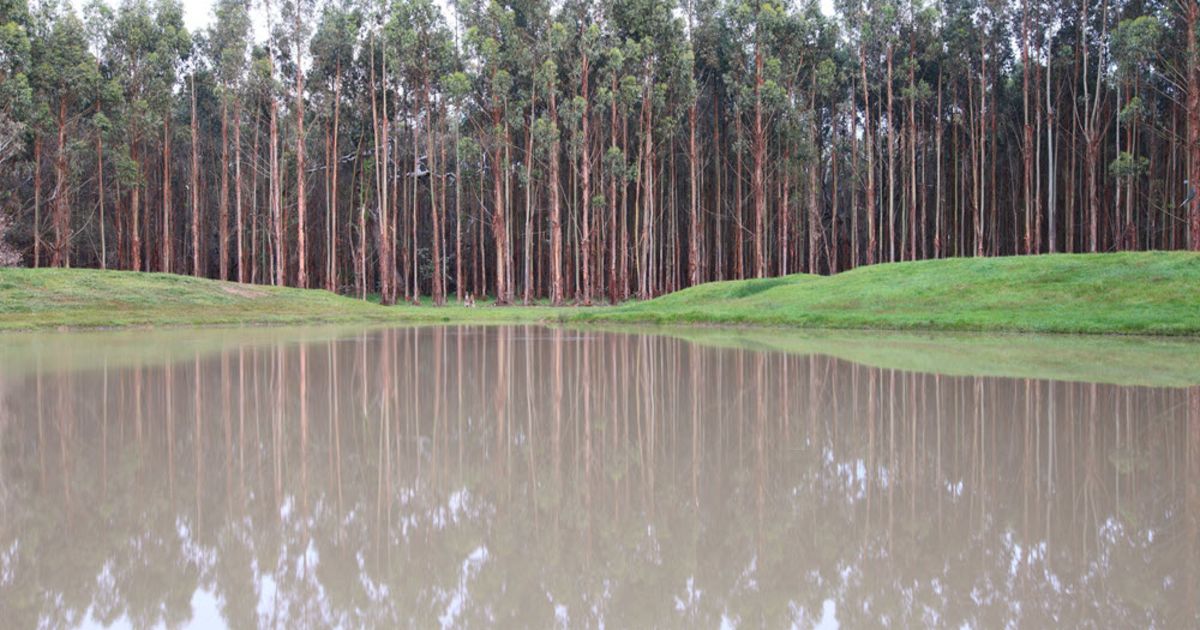 New Forests offers Victorian forestry portfolio in sale and leaseback deal