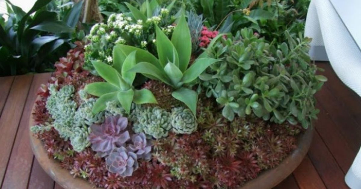 The best potted plants for full sun, part sun and shade