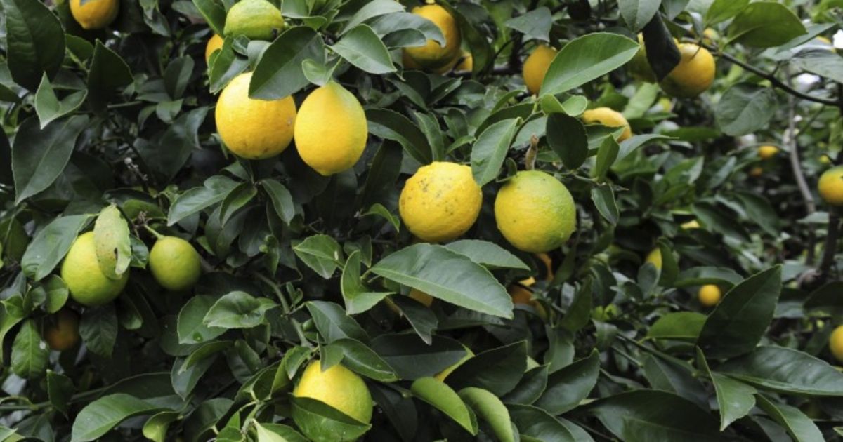 Your guide to growing backyard citrus trees