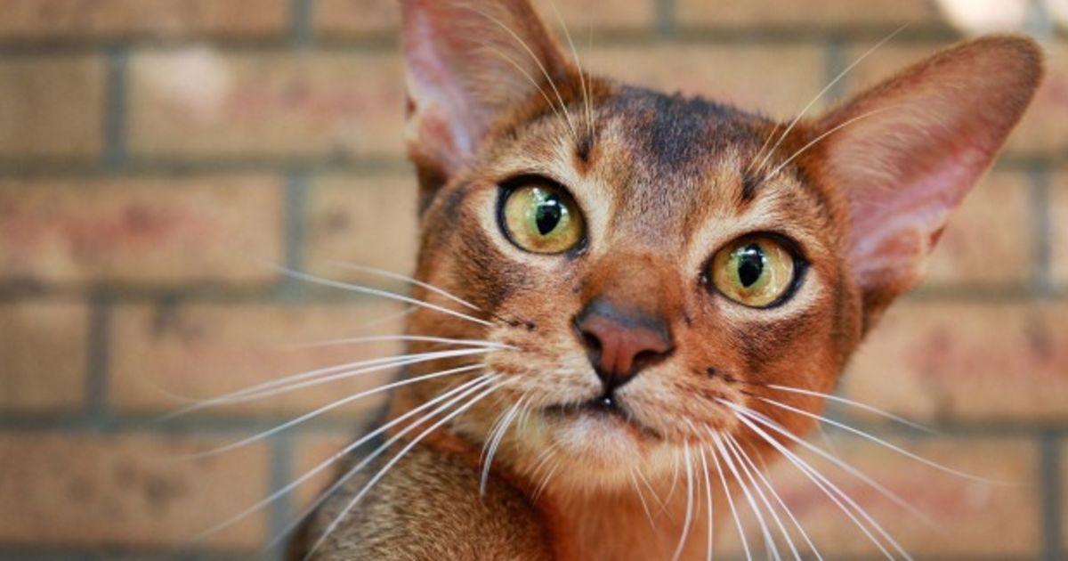 Pets And Renting Landlords Should Be Saying Yes To