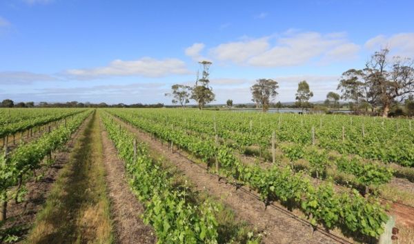 Slice Of Barossa Grange Country Up For Sale