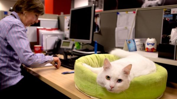 Pets in the office are helping relieve workplace stress