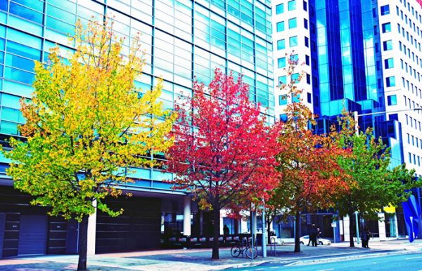 Can trees really cool down our cities?