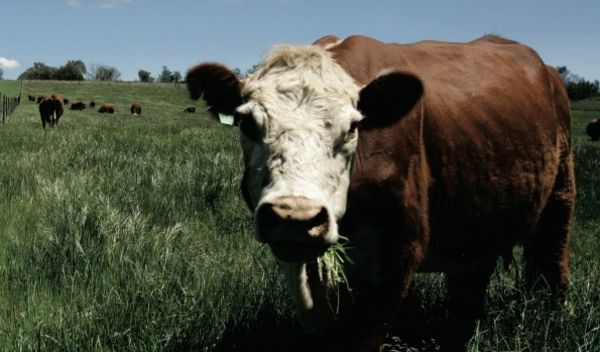 Beef-producing properties to top rural investments in 2016: CBRE