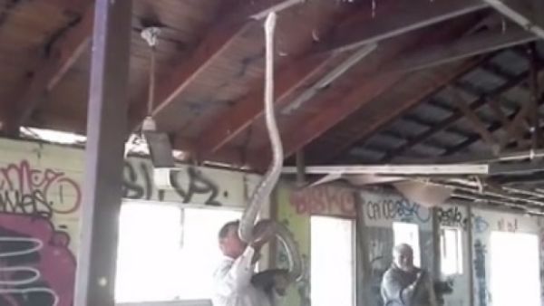 Two 4.5m pythons found at abandoned site at Cairns