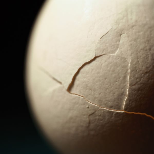 Could future city buildings be made with bone and eggshells?