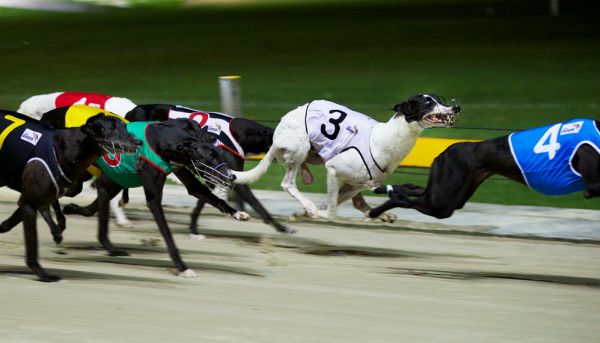 Prime land freed after NSW government bans greyhound racing