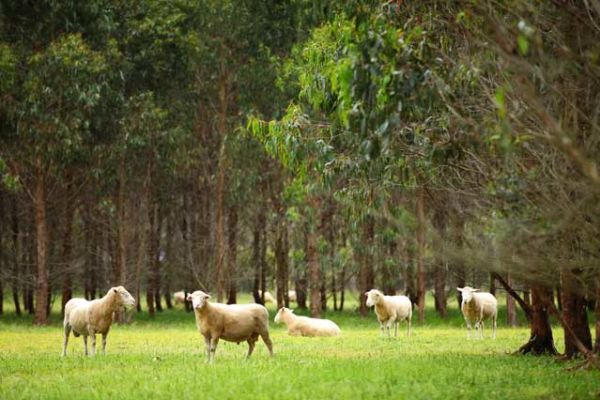 Timber! Otway plantations set to fall to new owner
