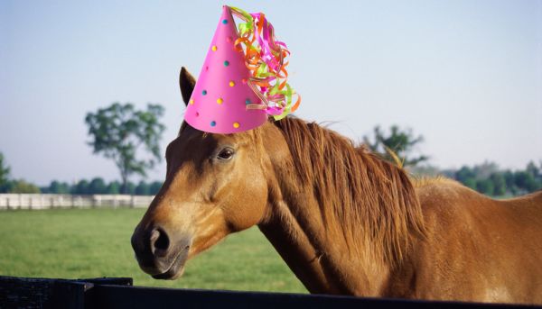 Good neigh-bours: A winning trifecta of horse properties
