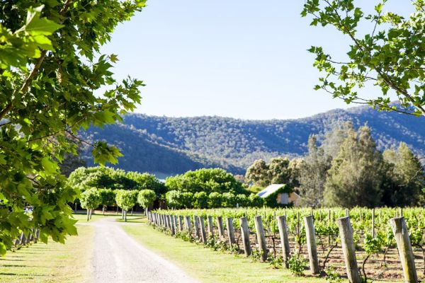 Hunter Valley S Krinklewood Biodynamic Vineyard Tipped To Fetch About 10m