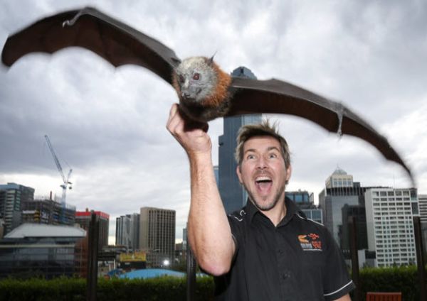 Call of the wild: why animals are being seen more in the office