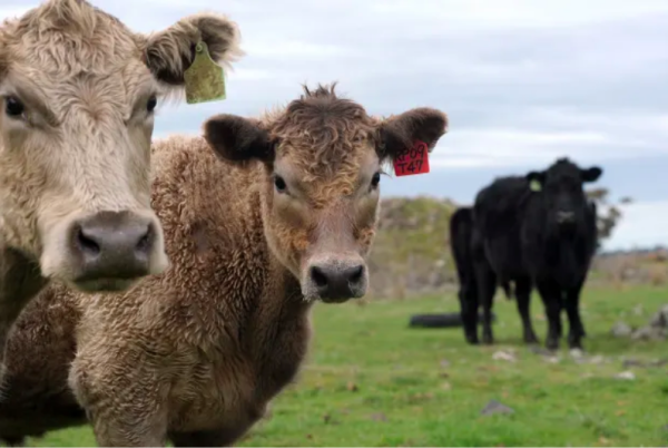 New $150m Aussie farm fund to tap into global food demand