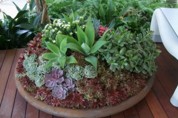 The Best Potted Plants For Full Sun Part And Shade