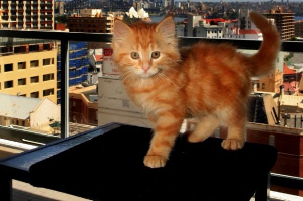 Are You Allowed Pets In Your Apartment Take The Quiz To Find Out