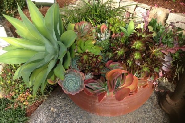Succulents Add Colour And Texture To Gardens - 