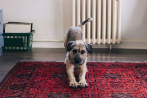 The Demand For Pet Friendly Housing In Sydney