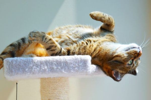 How To Keep Pets Hy And Healthy In An Apartment