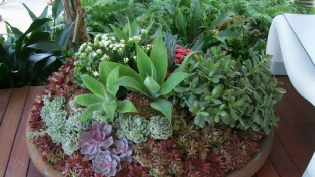 The Best Potted Plants For Full Sun Part And Shade More The Merrier Succulents Make Excellent Pot Buds Photo Jason Hodges
