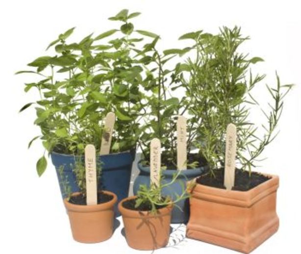 The Trick To Growing Herbs In A Pot Potted Herbs Can Be Moved Into The Kitchen When Cooking Photo Tim Scott