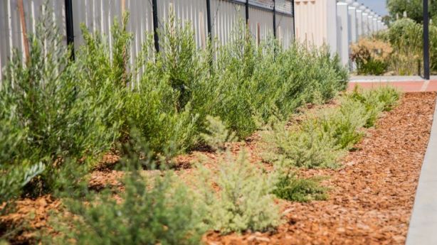 Water Corporation Policy To Replace Lawn Verges With Natives Sparks Native Verges In Western Australia Photo Morgan Gillham