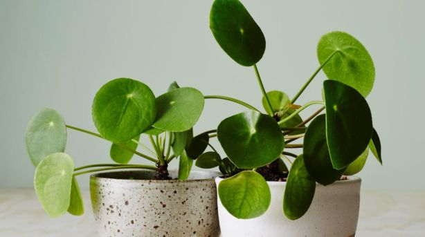 How to buy  the right indoor  plants  for your home