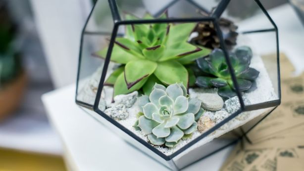 How To Keep Succulents Hy And Healthy Indoors Succulents Are Characterised By Their Ability To Water In Thick Leaves Or Stem