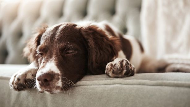 How To Keep Pets Hy And Healthy In An Apartment Pet Owners Should Research What Species Breed And Personality Best Suits Their Lifestyle Photo