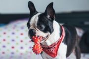 Moving with pets: A step-by-step guide
