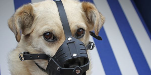 Bunnings dog coat clearance