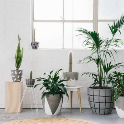 How to style indoor plants in your home