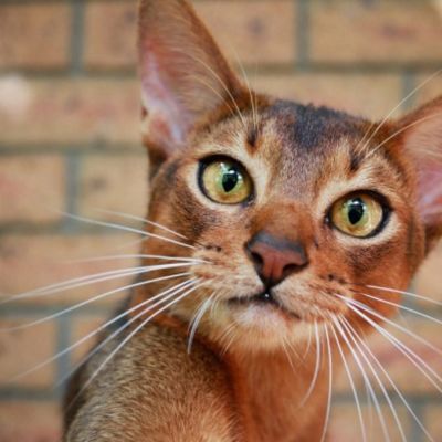 Queensland landlords should say yes to pets