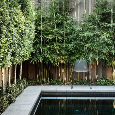 Privacy plants to block out neighbours