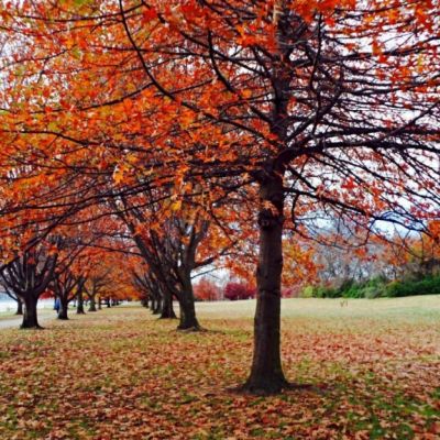 Canberra's autumn property boom begins early as auction clearance rates soar