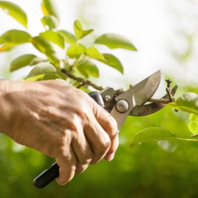 A beginner’s guide to gardening tools