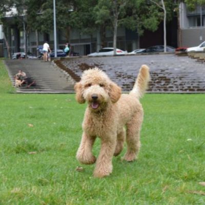What are Sydney's most popular dog breeds?