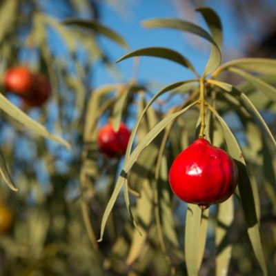 How to grow Australian edible natives