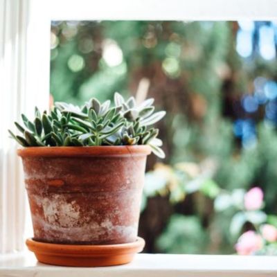 Could house plants warn us about hazards at home?