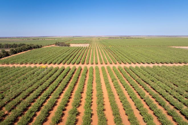 995 Millewa Road, Koorlong VIC 3501