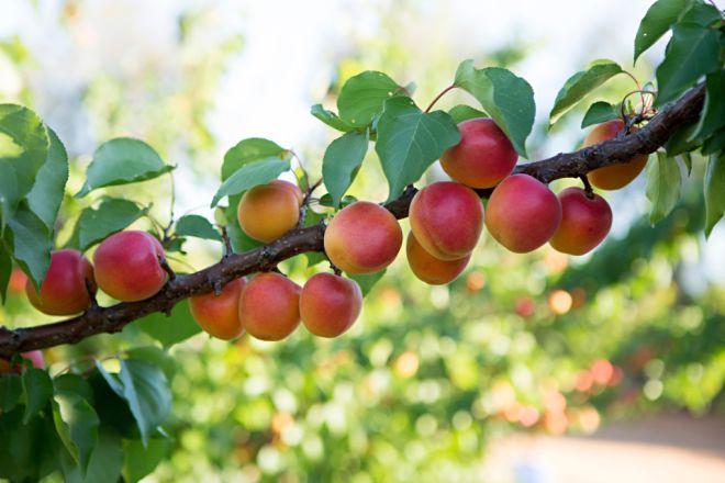 Sunfruit Orchards, Lake Boga VIC 3584