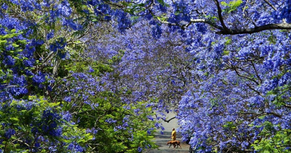 jacaranda tree poisonous to dogs