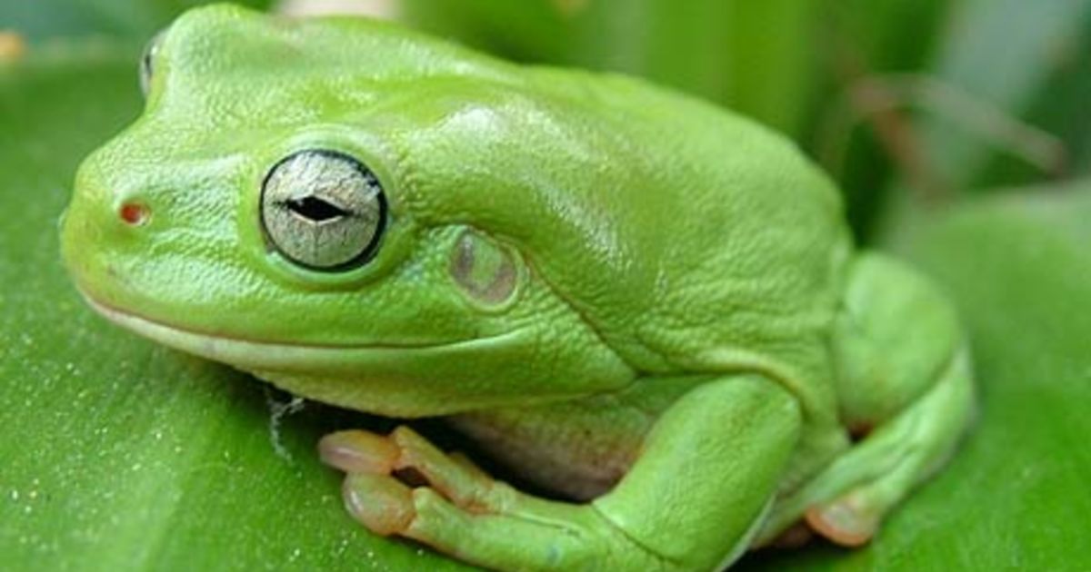 Frogs How To Attract Them To Your Garden