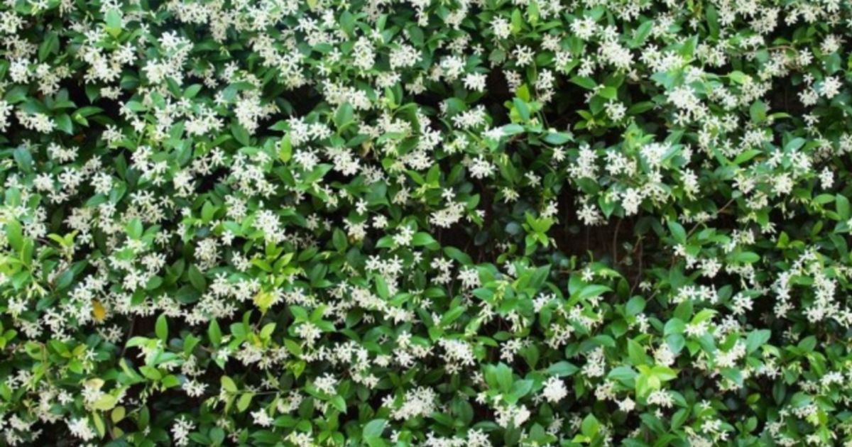 Climbers Can Add Charm And Protection To Any Garden