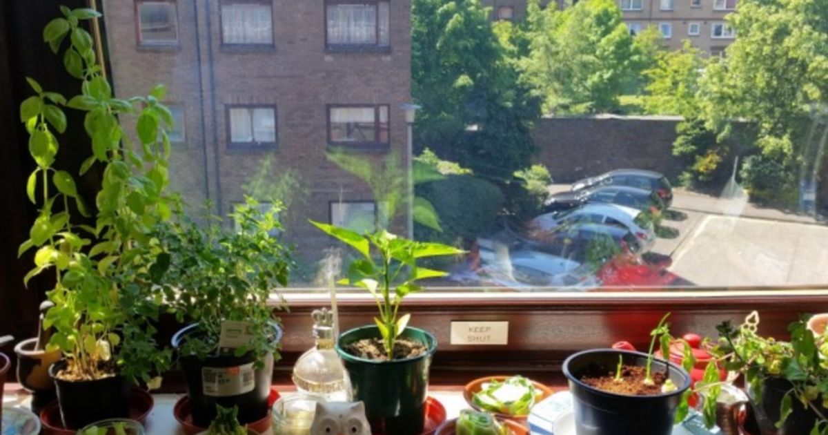 How to have an edible garden, even if you live in an apartment - Sustainable Luxury Apartment Design With Edible Garden